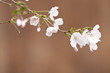 Cherry blossom