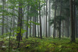 Misty late summer coniferous stand of Bialowieza Forest Misty late summer coniferous stand of Bialowieza Forest