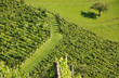 Vineyard