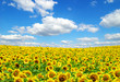 sunflower field