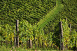 Vineyard
