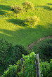 Vineyard
