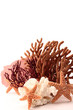 coral reef elements