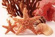 beauties from the ocean