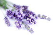 Fleurs de lavande Fleurs de lavande