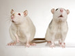 Foto: Ratte Ratte