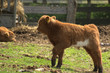 Kalb