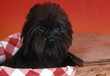 affenpinscher dépassant d'un meuble en bois