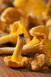 fresh chanterelle mushrooms fresh chanterelle mushrooms