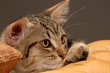 Portrait de chaton 6-11