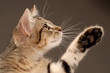 Portrait de chaton 5-11