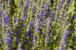 blooming lavender