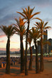 palms on the beach
