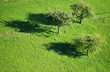 Three Trees