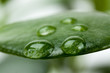 Blatt in der freien Natur,Makro-mit Tropfen