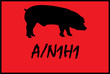 cerdo