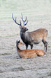 Hirsch mit Reh