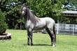 Blue Roan Horse