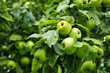 green apples