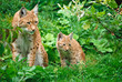 Luchs