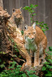 Luchs