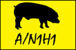 cerdoamarillo
