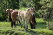 Shire horse