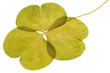 feuille sèche de trèfle à 3 feuilles