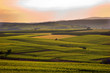 Weinberge in Rheinhessen Weinberge in Rheinhessen
