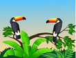 Toucan bird Toucan bird