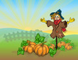 Scarecrow and pumpkins.