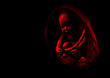 embryo_1.2