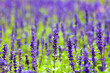 Foto: flower flower