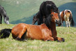wild horses in nature resting wild horses in nature resting