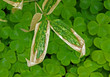 Bamboo leaves with clover in the background.
