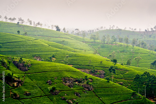Foto: Teeterassen im Hochland von Nuwara Eliya im Dunst Teeterassen im Hochland von Nuwara Eliya im Dunst