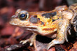 Grasfrosch
