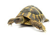 Tortoise Hermanni testude turtle