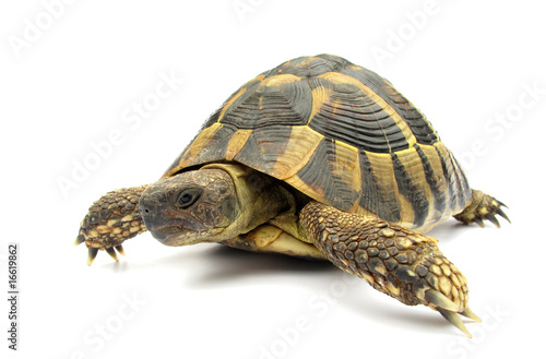 Tortoise Hermanni Testude Turtle