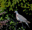 Wood Pigeon