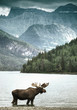 Elch in einem See vor eindrucksvollem Bergpanorama Elch in einem See vor eindrucksvollem Bergpanorama