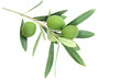 Olive branch, isolated