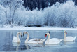 schwanensee