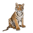 Portrait of Bengal Tiger, 1 year old, sitting, studio shot, Pant Portrait of Bengal Tiger, 1 year old, sitting, studio shot, Pant