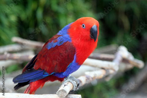 Foto: Rot - blauer Edelpapagei Rot - blauer Edelpapagei