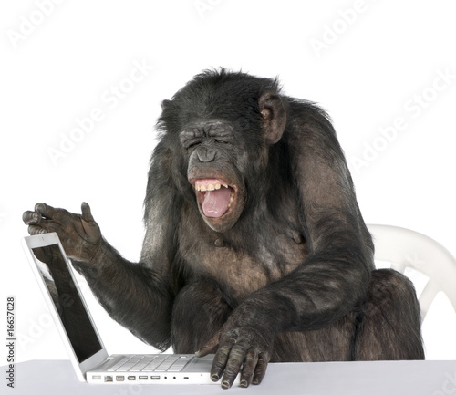 Photo: Portrait of Chimpanzee playing with a laptop, studio shot Portrait of Chimpanzee playing with a laptop, studio shot