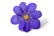 Abstract of the violet flower Abstract of the violet flower