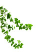 Branch is ivy on a white background Branch is ivy on a white background