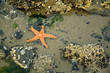 Starfish