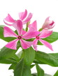 Catharanthus roseus Catharanthus roseus